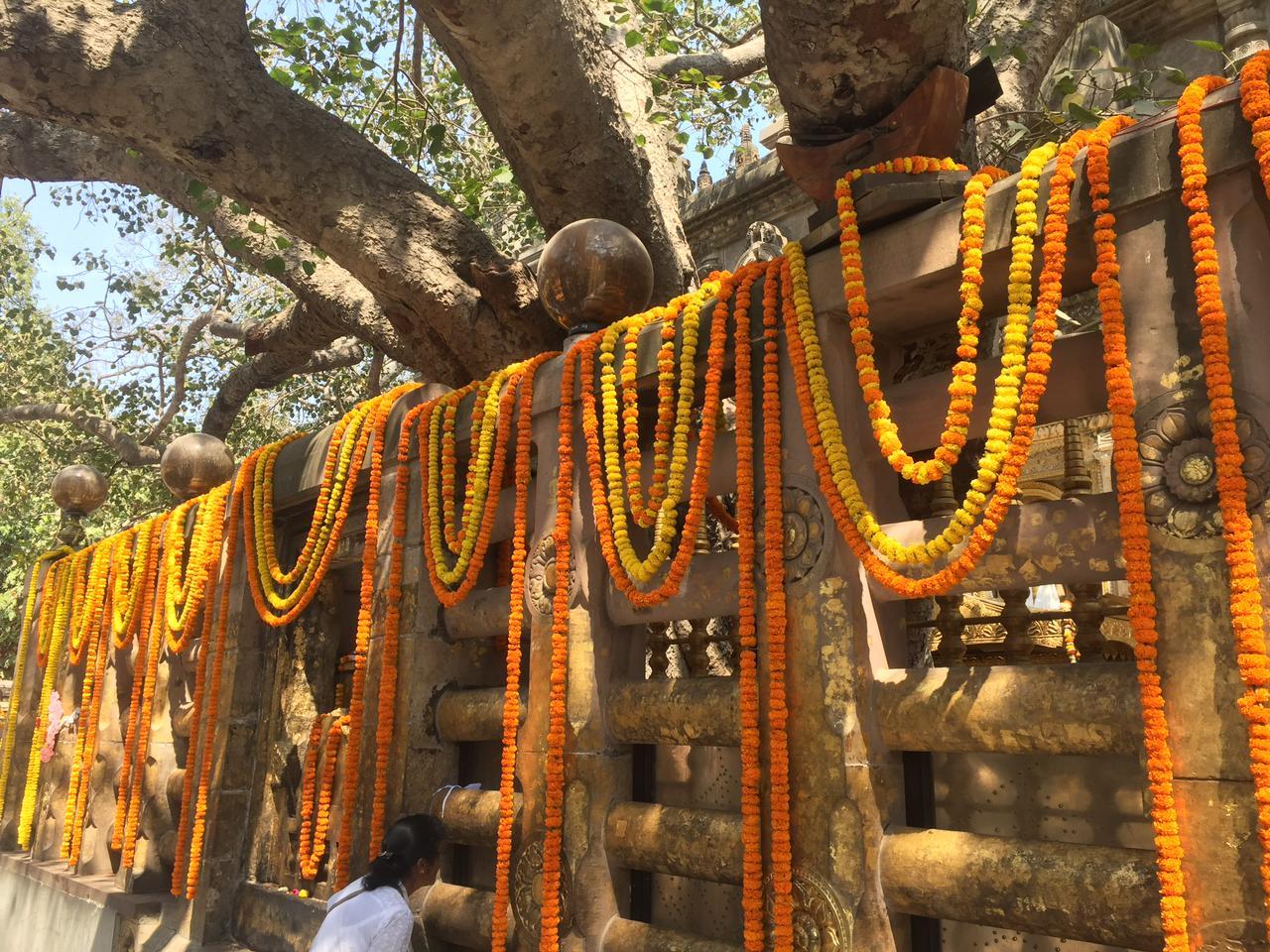 The Special Kagyu Monlam:  Activities in Bodhgaya